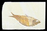 Detailed Fossil Fish (Knightia) - Wyoming #176394-1